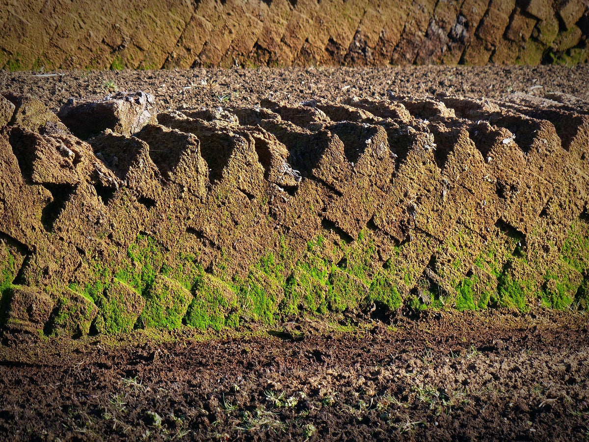 The Many Faces of Peat: How Region Shapes Scotch Whisky